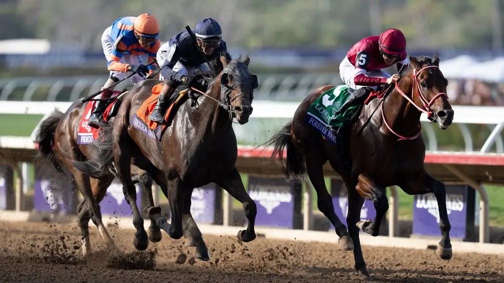 Forever Young  o primeiro cavalo japons a conquistar a Breeders' Cup Classic, nos Estados Unidos