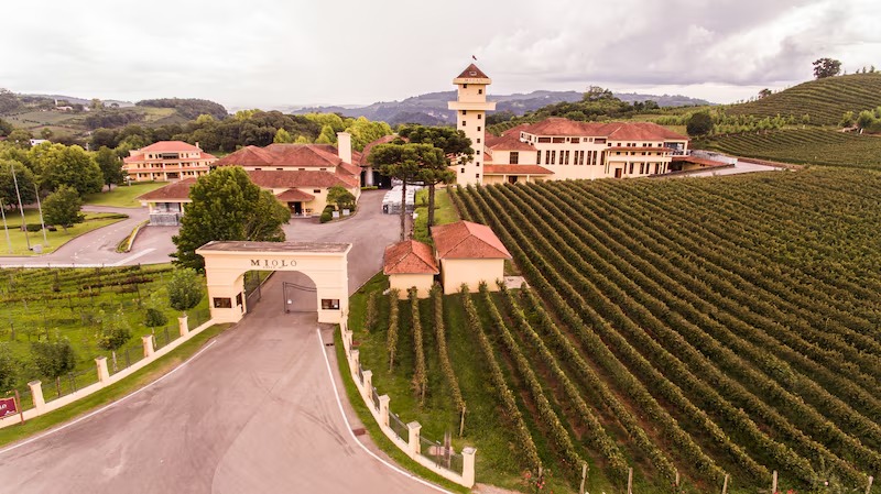 Como a Miolo derrubou o estigma do vinho nacional e chegou a 35 mercados