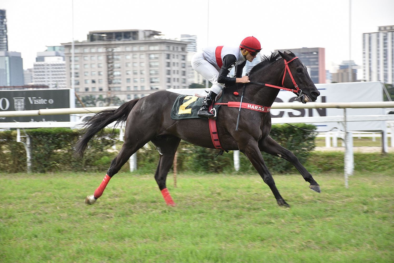 Campeo do GP So Paulo, Doutor Sureo retorna com nova vitria