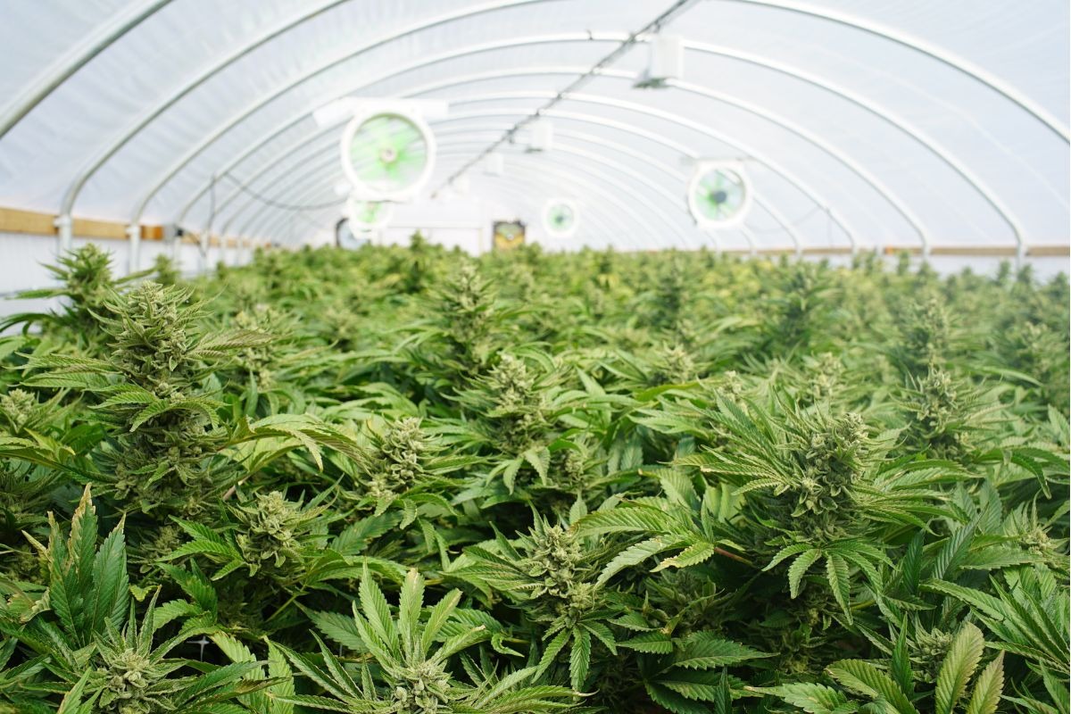 Chamada de nova soja, cannabis pode gerar quase R$ 6 bilhes at 2030