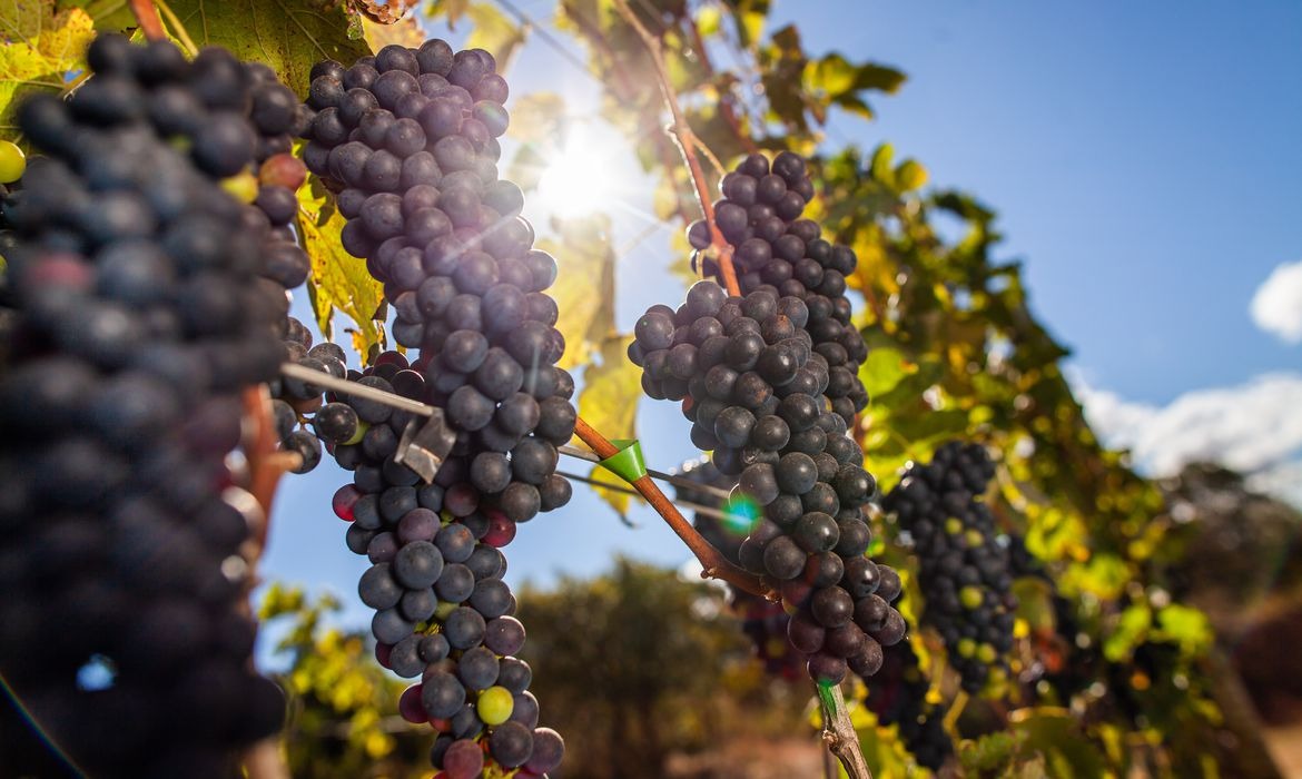 O escndalo do trabalho escravo que abala a indstria do vinho no Brasil