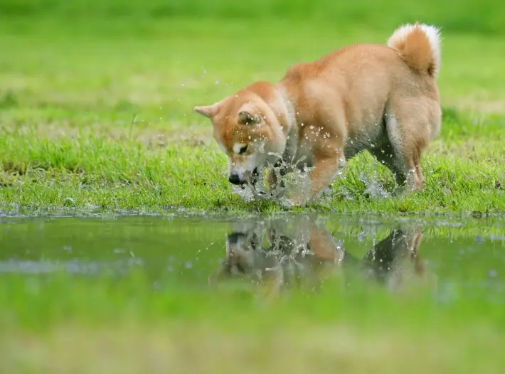 Criptomoeda Shiba Inu tem valorizao de 166% em 24 horas